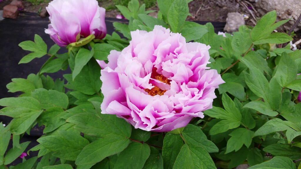 Tree Peony Chojuraku (aka Long Life) (potted plant) FINAL SALE ...