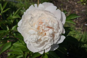 Mother's Choice peony