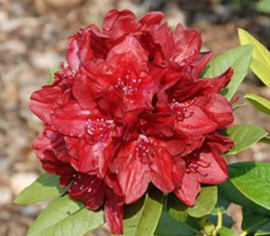 Rhododendron Firestorm