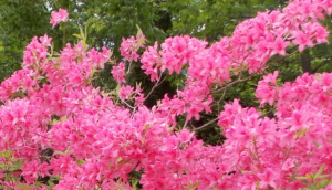 Rosy Lights (Azalea) Rhododendron