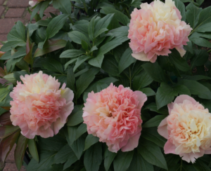 Lois' Choice Peony