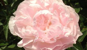 Peony Cotton Candy