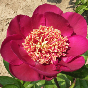 Peony Midnight Sun