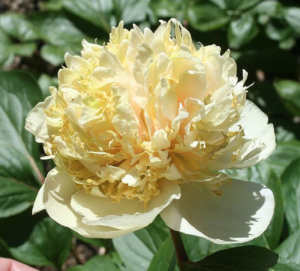 Peony Quitzin