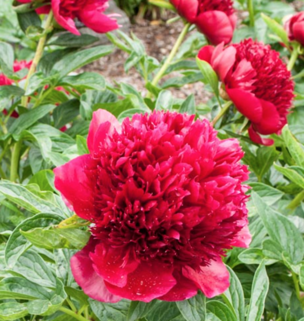 Red Charm Peony (spring) - potted plant - Halifax Perennials