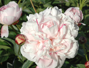 Reine Hortense peony