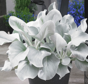 Senecio Angel Wings