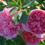 Boscobel David Austin Rose