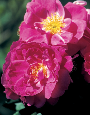 John Cabot rose