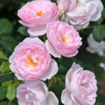 Sceptered Isle David Austin Rose