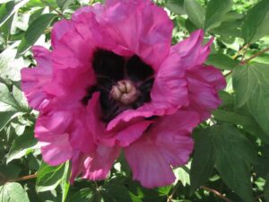 Glorious Journey, Chinese rockii tree peony