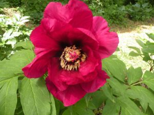 Iphigenia, hybrid tree peony