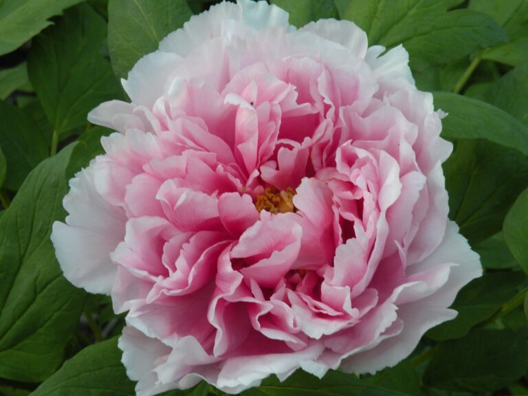 Lion of Yatsuka Tree (Woody) Peony - Halifax Perennials Inc.