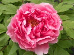 Treasure Mountain, Japanese tree peony