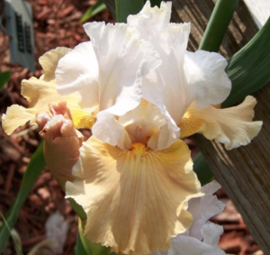 Champagne Elegance Bearded Iris