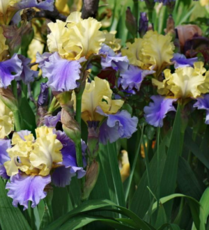 Edith Wolford Bearded Iris