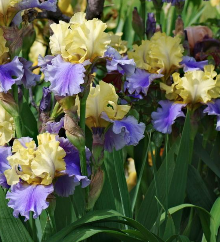 Edith Wolford Bearded Iris (Award-winning) - Halifax Perennials Inc.