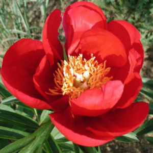 Golden glow peony