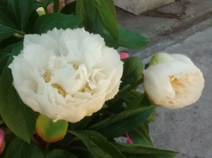 Grand Massive peony