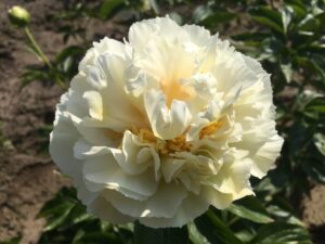 Grand Massive peony