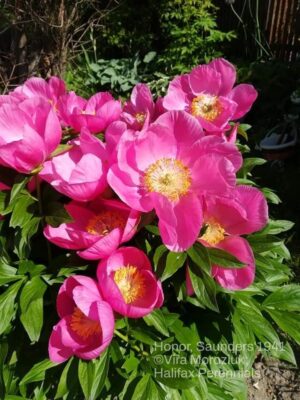 Honor peony