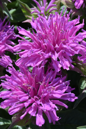 Monarda balmy lilac