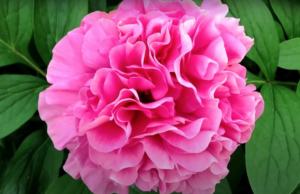 Peony Carnation Bouquet