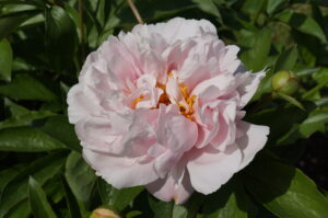 Pink Vanguard peony. Halifax Perennials, NS, Canada. Photo by Nick Maycher.