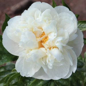 Sumvitg peony