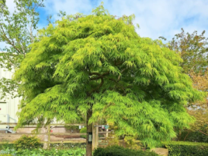 Viridis Laceleaf Japanese Maple