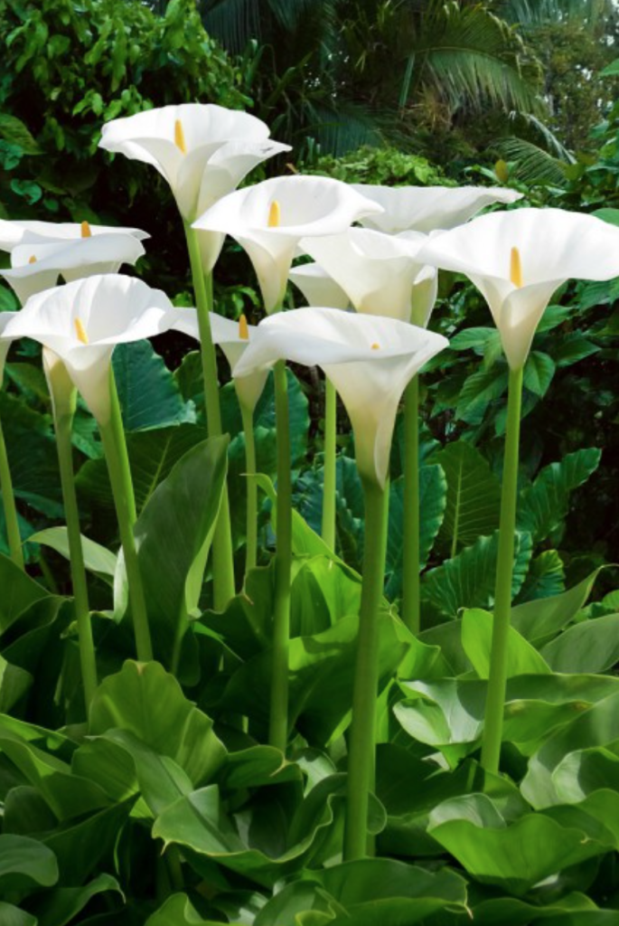 Florist S Calla Lily Halifax Perennials Inc   Zantedeschia Aethiopica 8 685x1024 