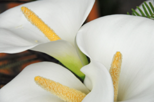 Zantedeschia aethiopica calla