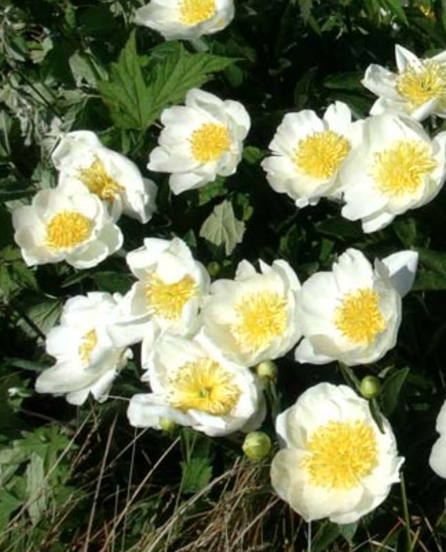 Jan van Leeuwen Peony - SECONDS (2-3-eye root) - Halifax Perennials Inc.