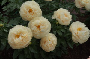 Pastelegance peony