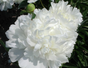 princess bride peony