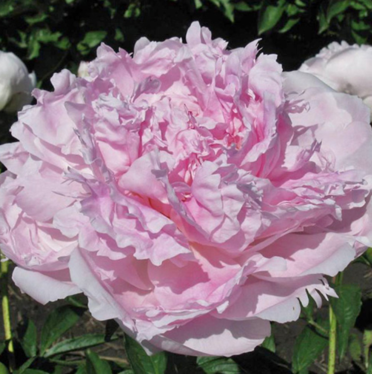 Hermione Peony (rare. Very fragrant) Halifax Perennials Inc.