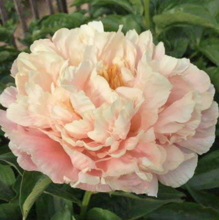 Kayleigh Ann Peony (Stanek, 2017) - Halifax Perennials