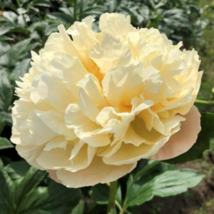 Patricia Jean Peony (Stanek, 2020) - Halifax Perennials Inc.