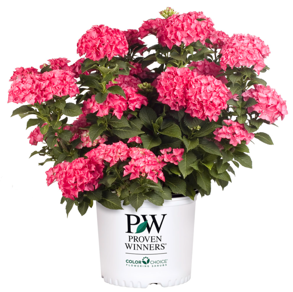 Cityline® Paris Hydrangea (PW) - Halifax Perennials Inc.