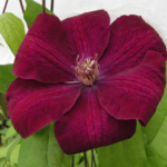 Rouge Cardinal Clematis 2