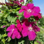 Rouge Cardinal Clematis