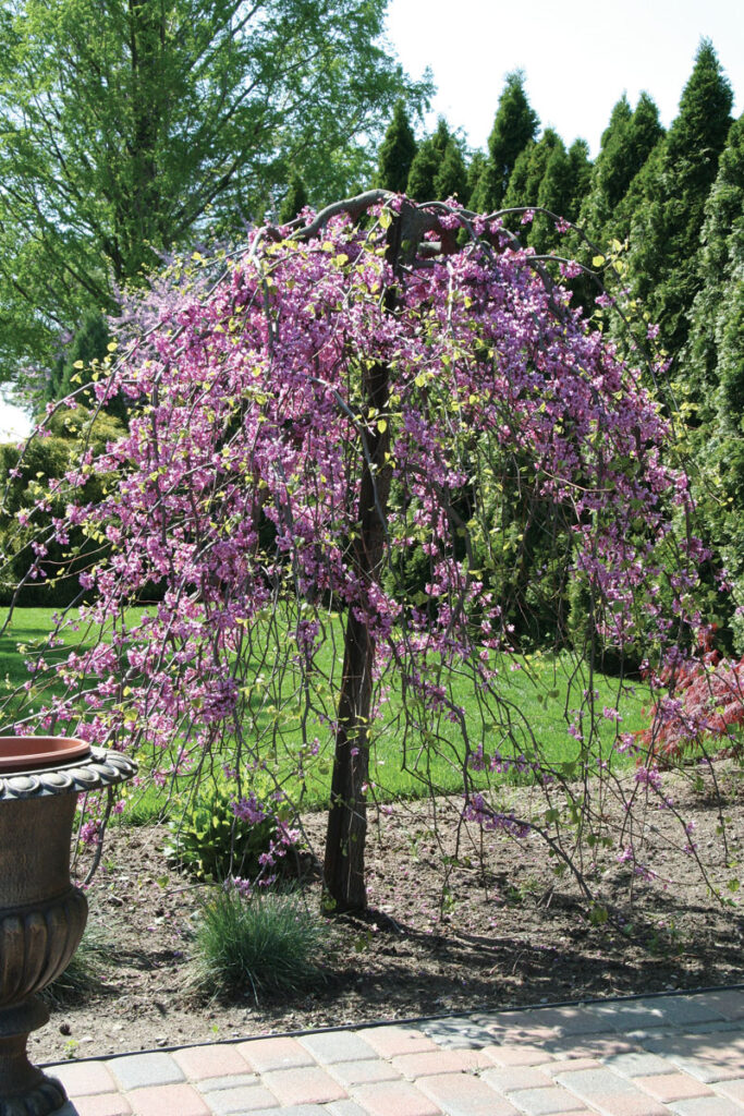 Lavender Twist Weeping Redbud (6 ft, 15Gal). Comparable price: $350 ...