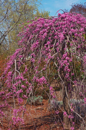 Lavender Twist™ Weeping Redbud