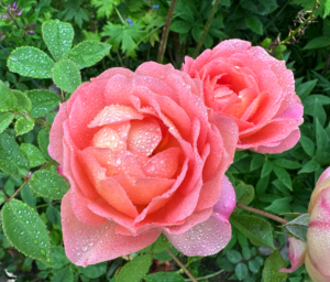 Lady of Shalott David Austin rose (Halifax, NS, Canada)