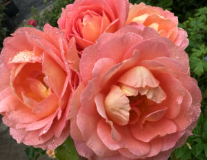 Lady of Shalott David Austin rose (Halifax, NS, Canada)