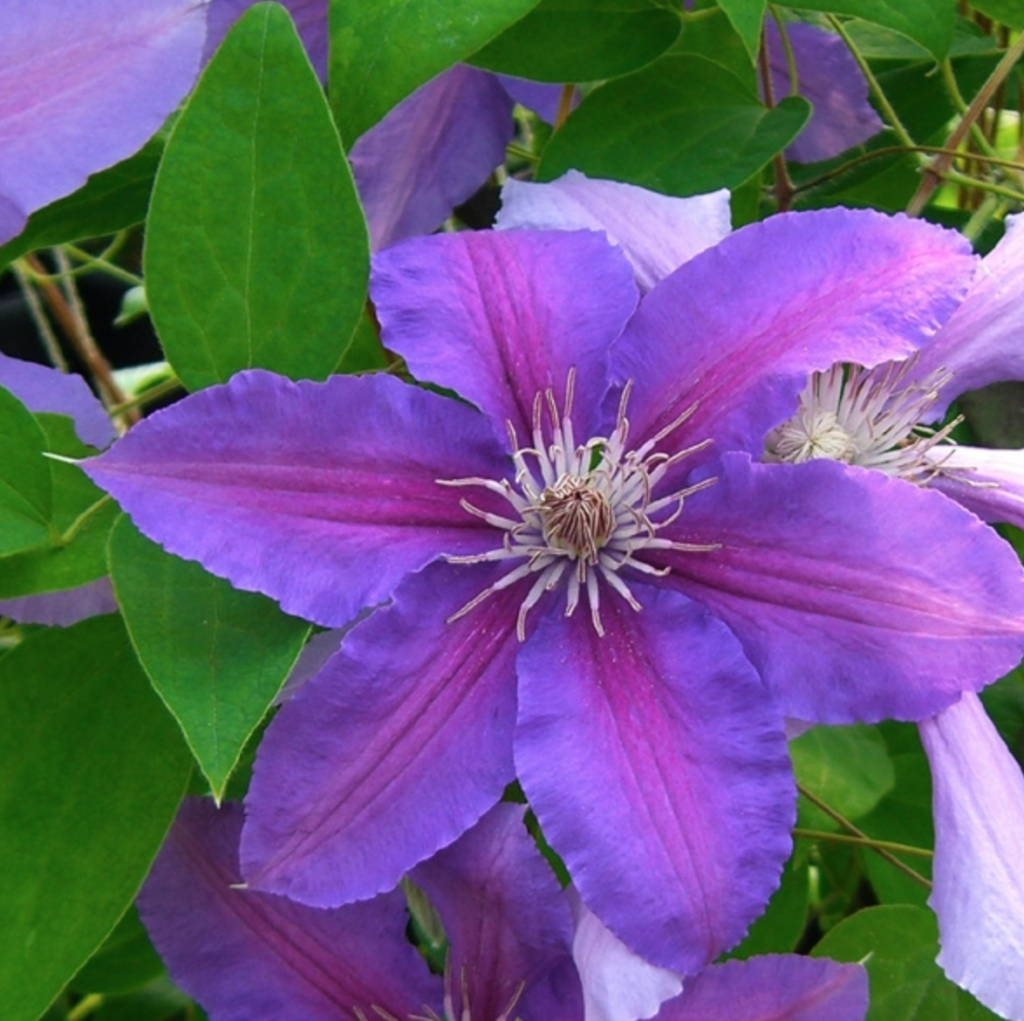 Prince Philip Clematis - Halifax Perennials Inc.