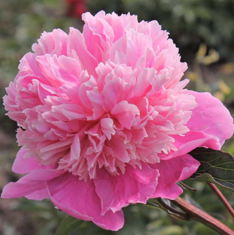 Noemie Demay Peony (France, 1867) - Fragrant - final sale - Halifax ...