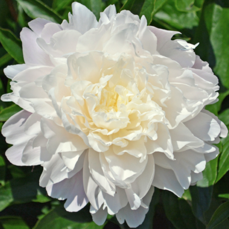 Old Lace Peony (Lins) - Halifax Perennials Inc.