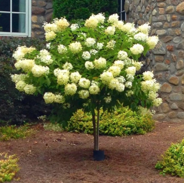 limelight-hydrangea-tree-form-proven-winners-halifax-perennials-inc