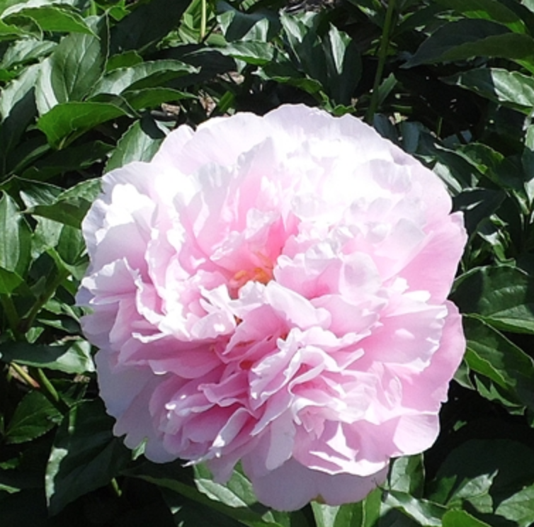 Manitowoc Maiden Peony - Halifax Perennials Inc.